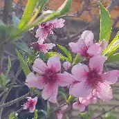 اعظم خورشیدی