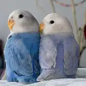 سجاد محمودی