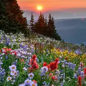 طاهره بهمئی