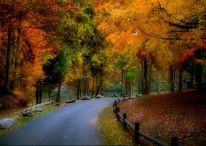 سهیلا نعمتی