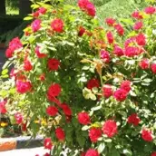 فرح انگیز عبداله زاده نمینی